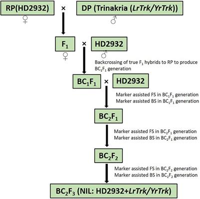 Marker-assisted transfer of leaf and stripe rust resistance from Triticum turgidum var. durum cv. Trinakria to wheat variety HD2932